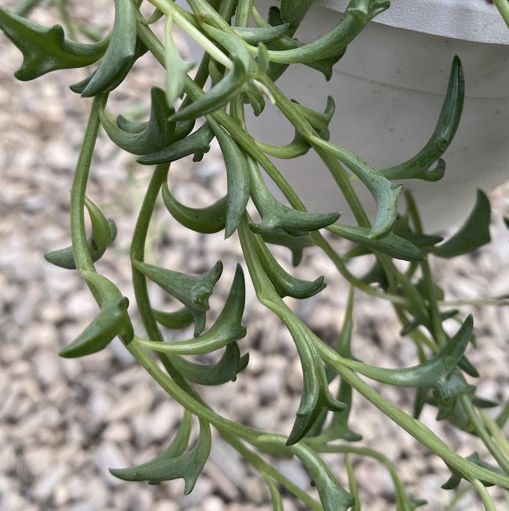 Senecio Peregrinus (String Of Dolphins) Hanging Baskets