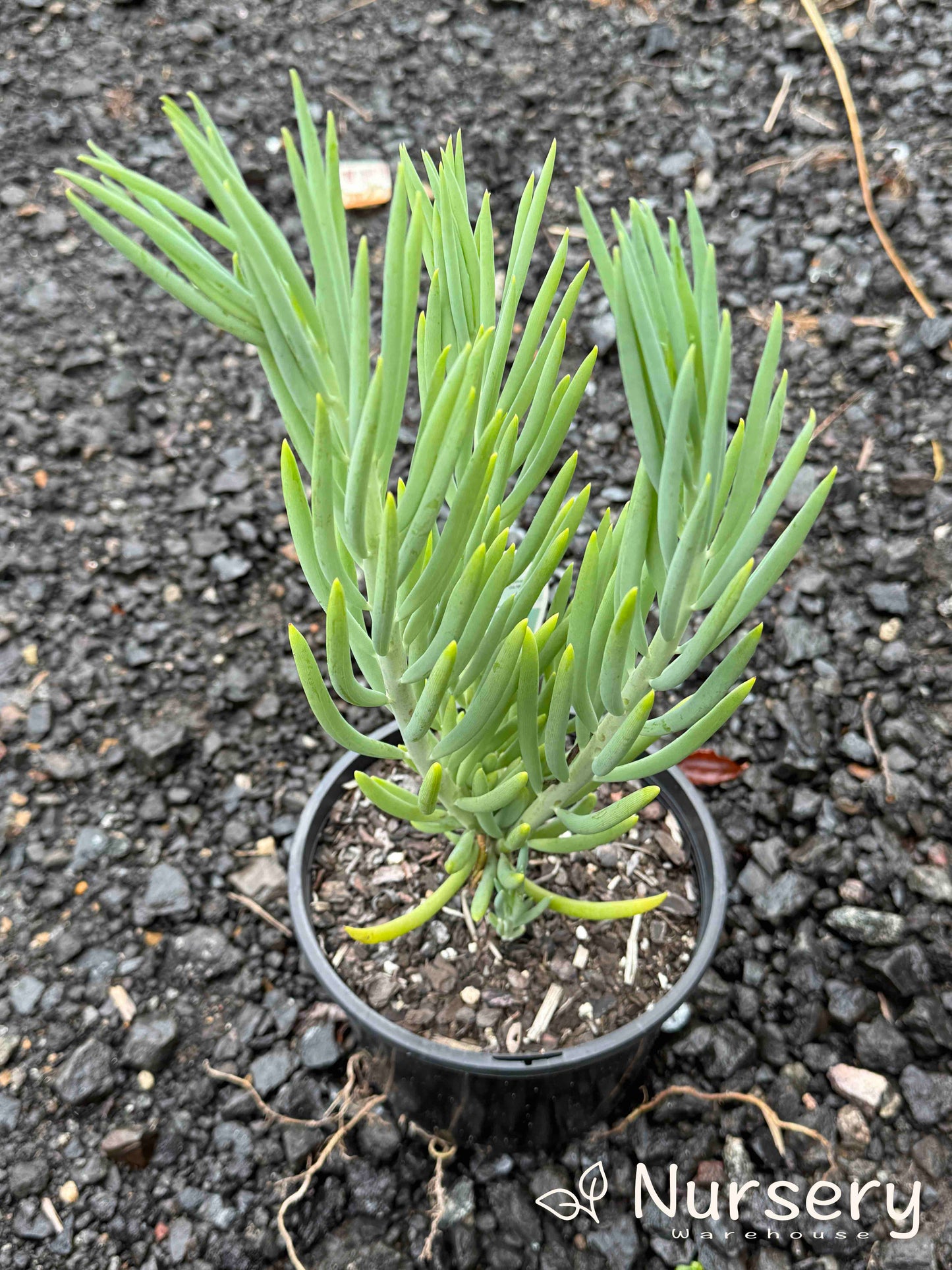 Senecio Talinoides (Ice Sticks)