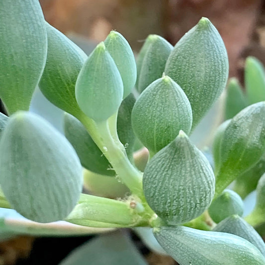 Senecio ‘Clown’s Tears’™ (Variegated String of Tears)