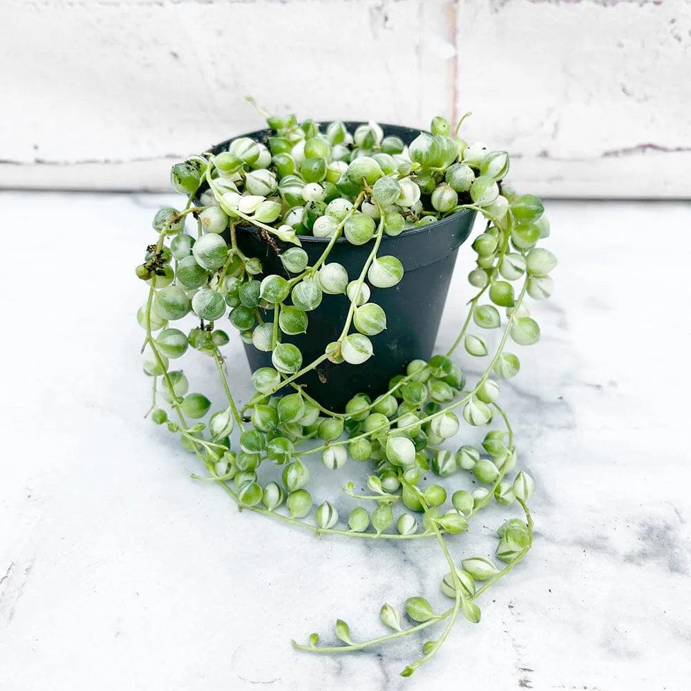 Senecio ‘Clown’s Tears’™ (Variegated String of Tears)