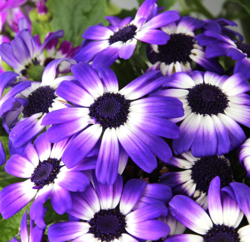 Senecio 'Mandala Blue Bi-Colour' (Cineraria)