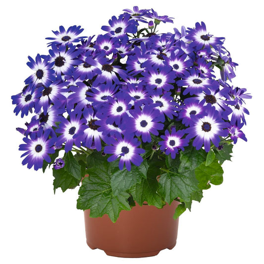 Senecio 'Mandala Blue Bi-Colour' (Cineraria)