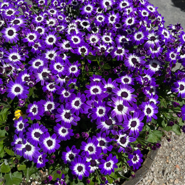 Senecio 'Mandala Blue Bi-Colour' (Cineraria)