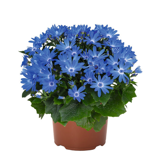Senecio 'Mandala Blue Charme' (Cineraria)