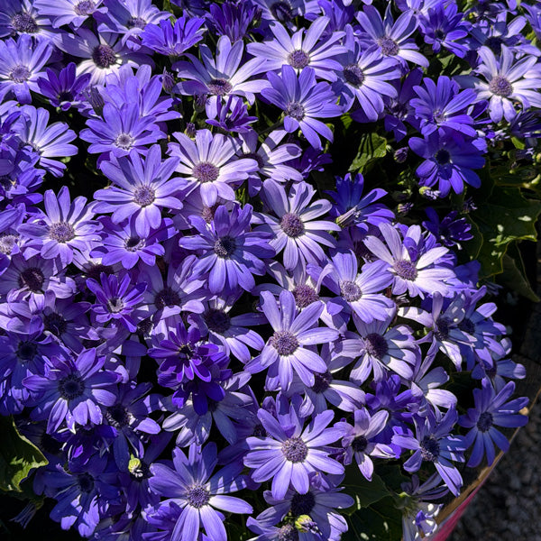 Senecio 'Mandala Blue Charme' (Cineraria)