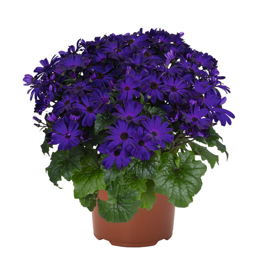 Senecio 'Mandala Royal Blue' (Cineraria)