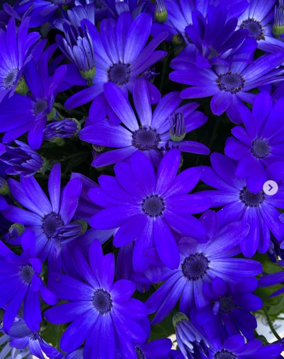 Senecio 'Mandala Royal Blue' (Cineraria)