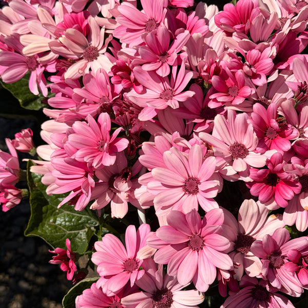 Senecio 'Mandala Salmon' (Cineraria)