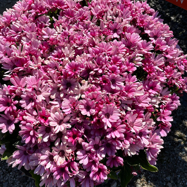 Senecio 'Mandala Salmon' (Cineraria)