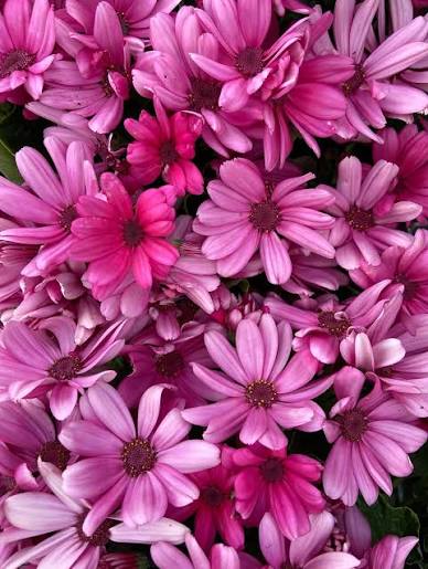 Senecio 'Mandala Salmon' (Cineraria)