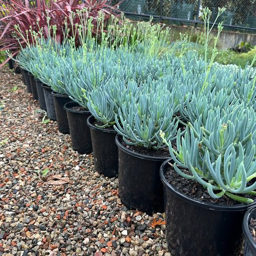 Senecio Mandraliscae (Blue Chalksticks)