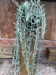 Senecio Radicans (Fish Hooks Succulent Hanging Basket)