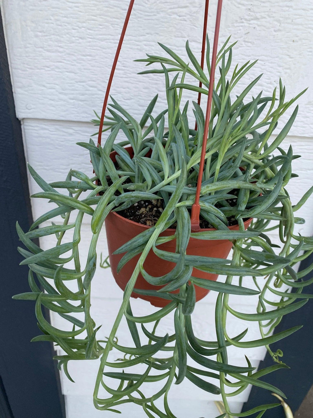 Senecio Radicans (Fish Hooks Succulent) Hanging Basket