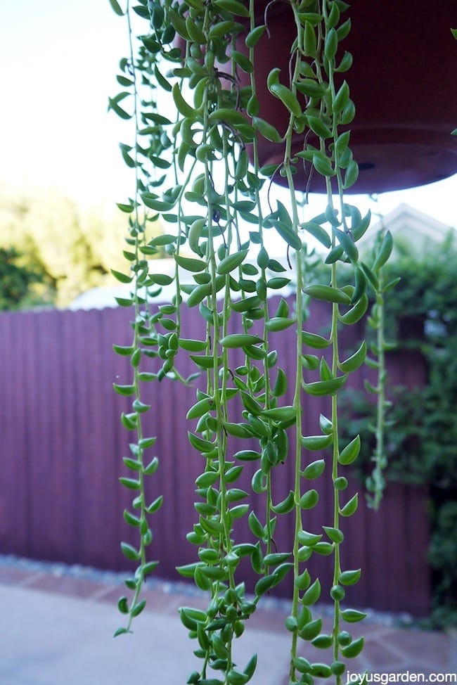 Senecio Radicans (Fish Hooks Succulent Hanging Basket)