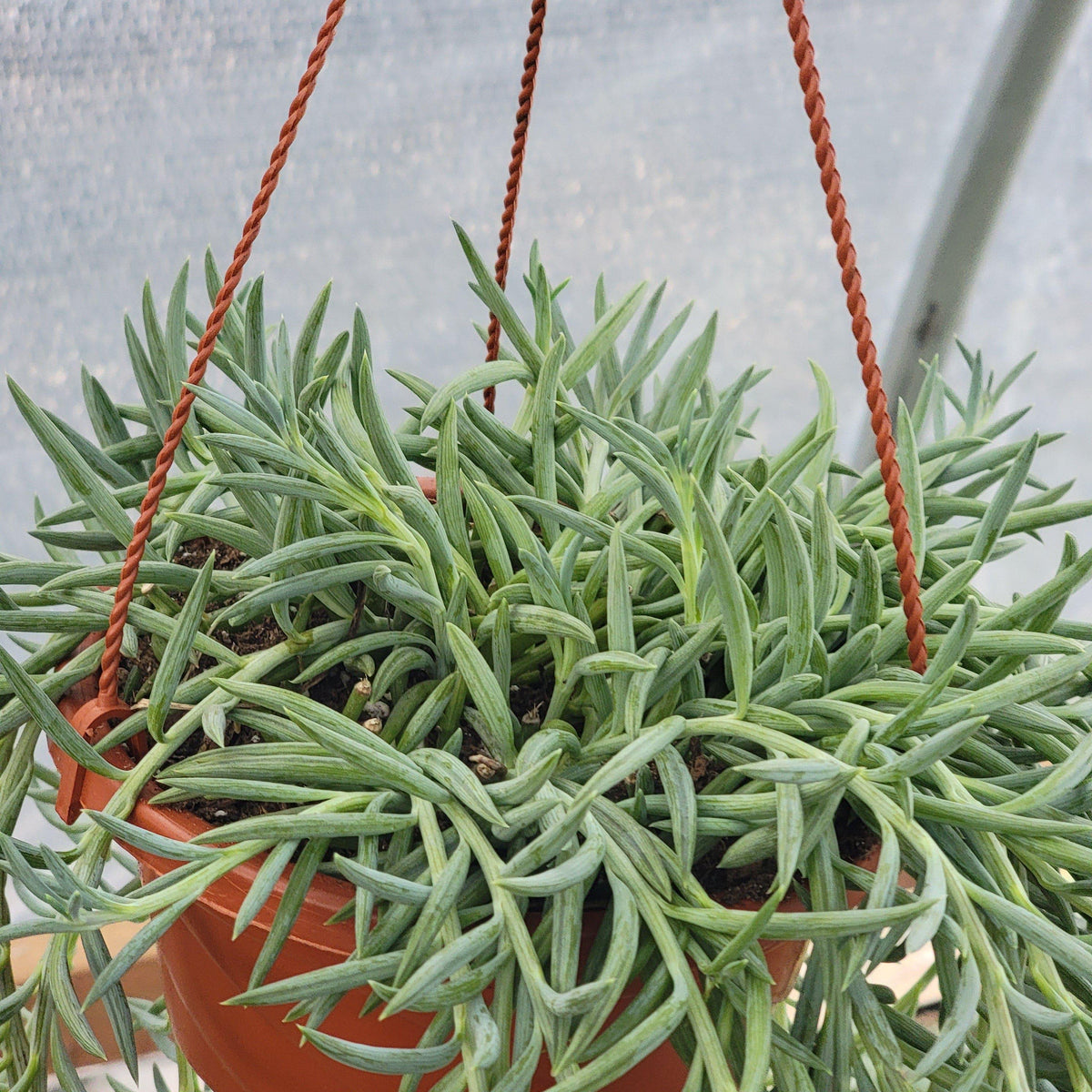 Senecio Radicans (Fish Hooks Succulent) Hanging Basket