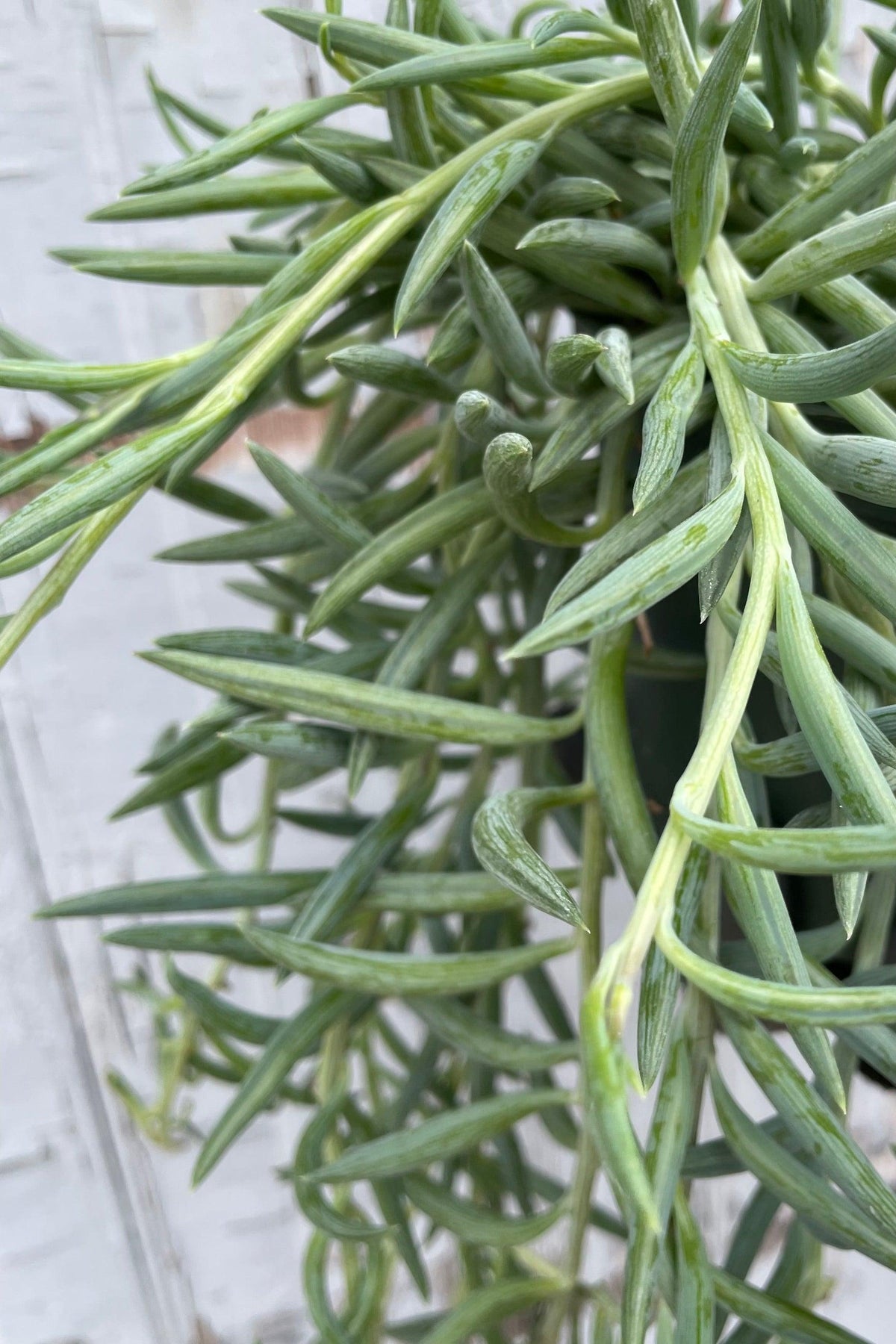 Senecio Radicans (Fish Hooks Succulent) Hanging Basket