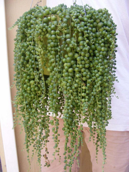 Senecio Rowleyanus (String of Pearls) Hanging Baskets