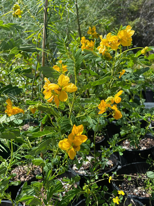 Senna Barronfieldii (Barronfield Senna)