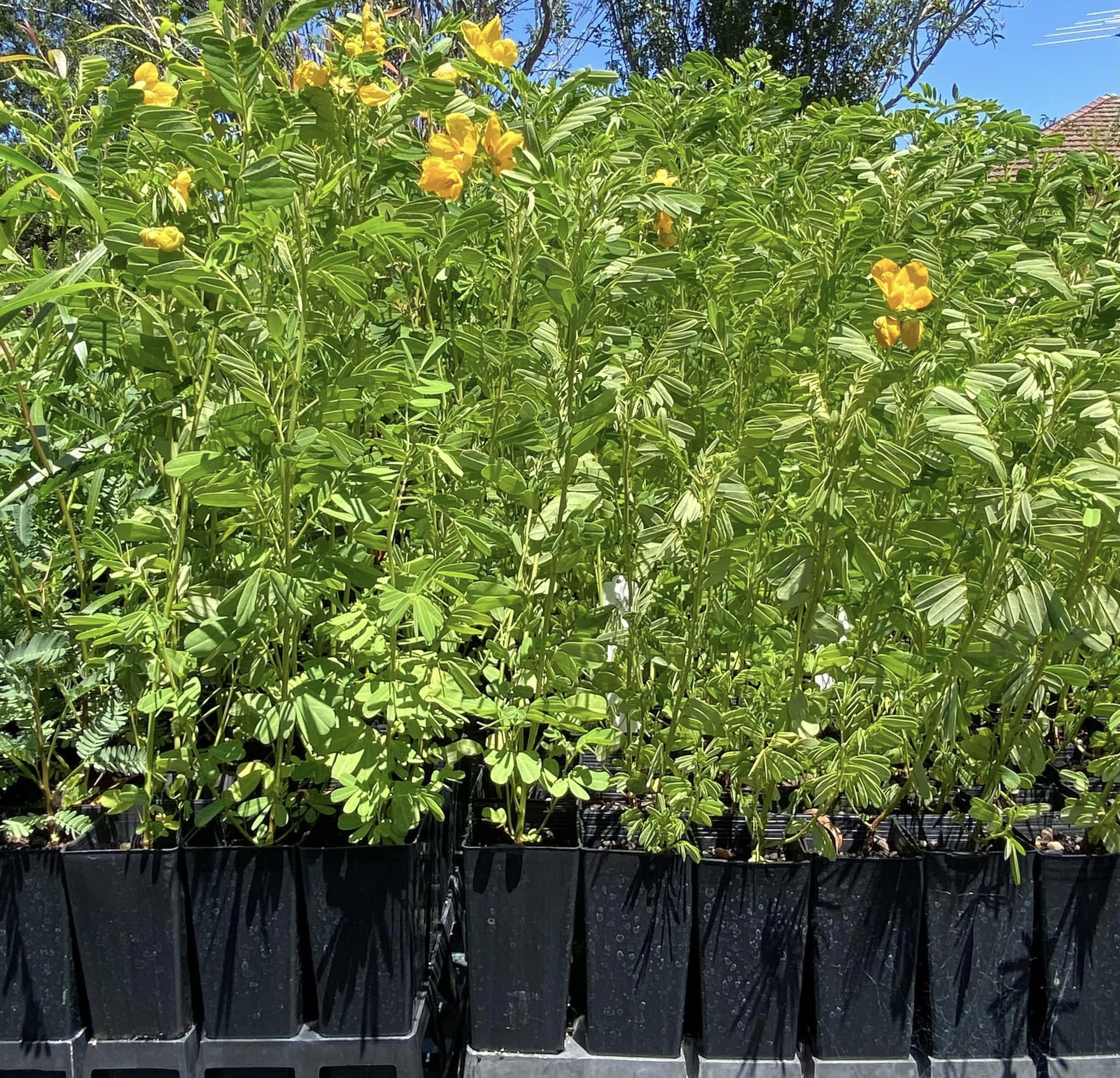Senna Barronfieldii (Barronfield Senna)