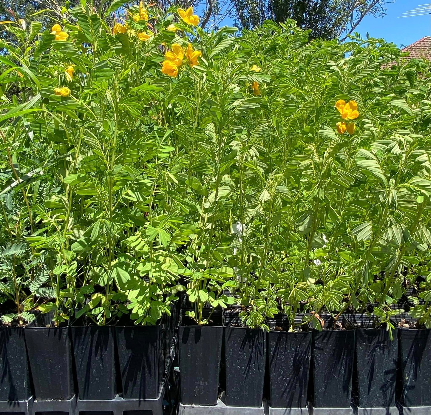 Senna Barronfieldii (Barronfield Senna)