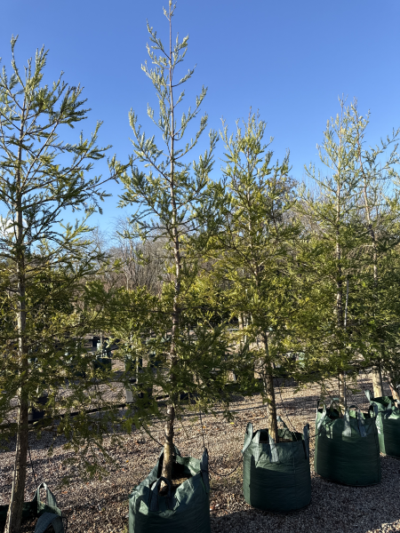 Sequoia Sempervirens (Coast Redwood)