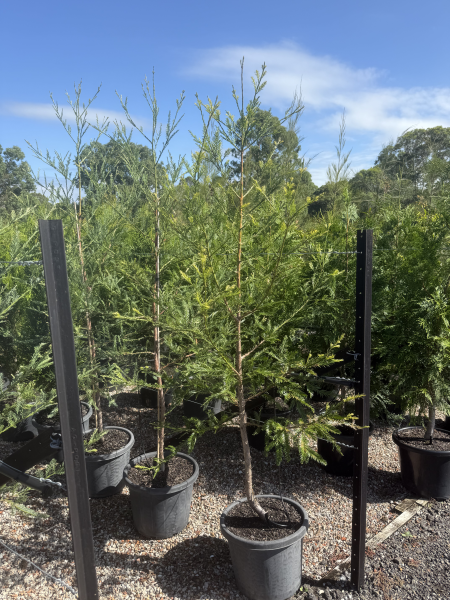 Sequoia Sempervirens (Coast Redwood)