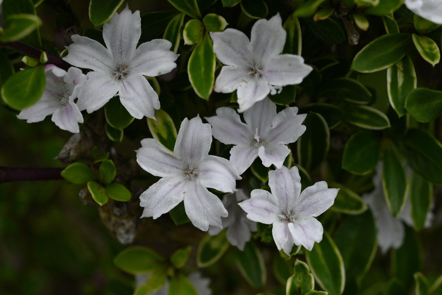 Serissa Foetida ‘Snowflake’ (Snowflake Serissa)