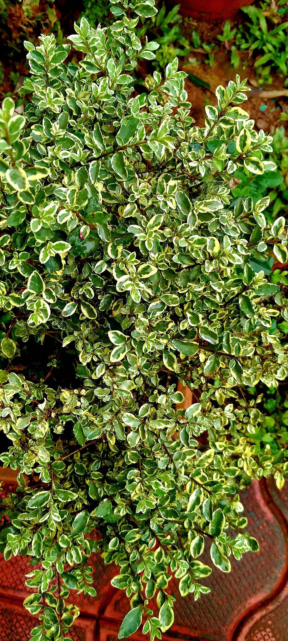 Serissa Foetida ‘Snowflake’ (Snowflake Serissa)