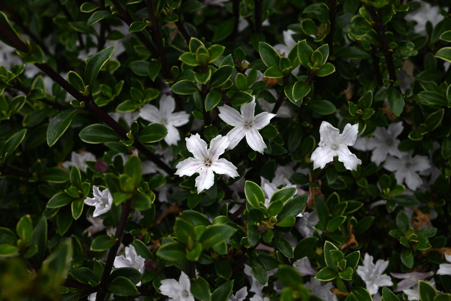 Serissa Foetida ‘Snowflake’ (Snowflake Serissa)