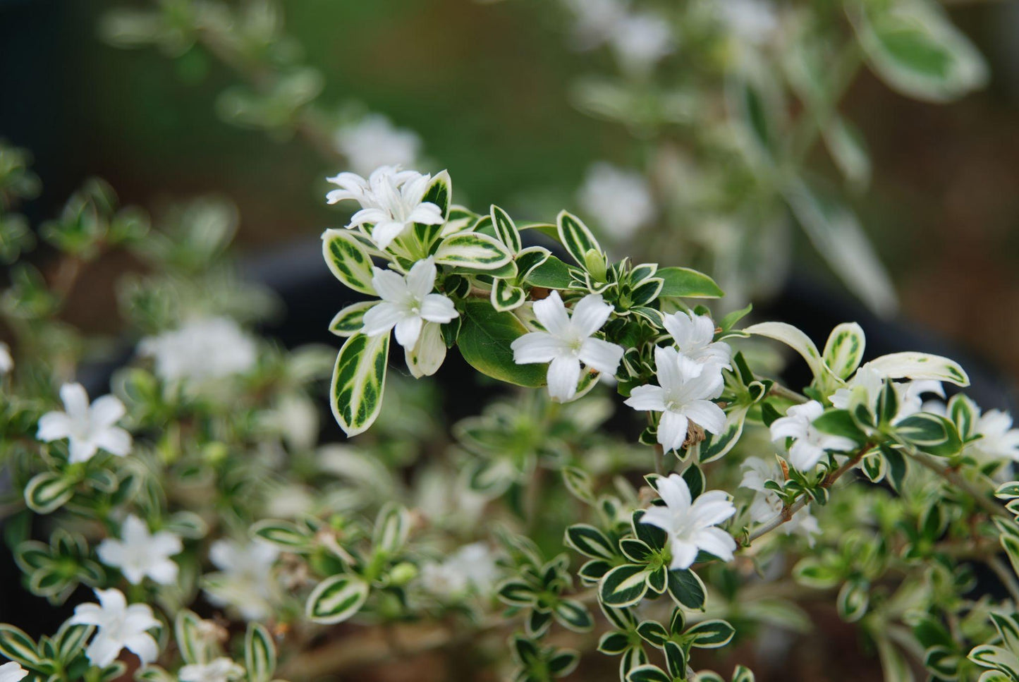 Serissa Foetida ‘Snowflake’ (Snowflake Serissa)