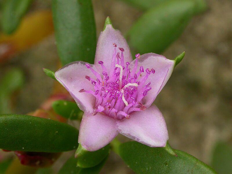 Sesuvium portulacastrum (Sea Purslane)