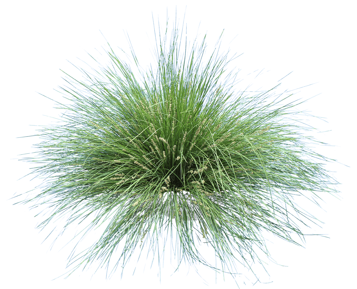 Lomandra Fluvitalis 'LM380' Shara Blue™ (Shara Blue™ Lomandra)
