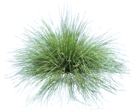 Lomandra Fluvitalis 'LM380' Shara Blue™ (Shara Blue™ Lomandra)