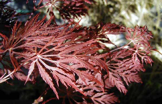 Acer palmatum ‘Shojo Shidare’ (Shojo Shidare Japanese Maple)