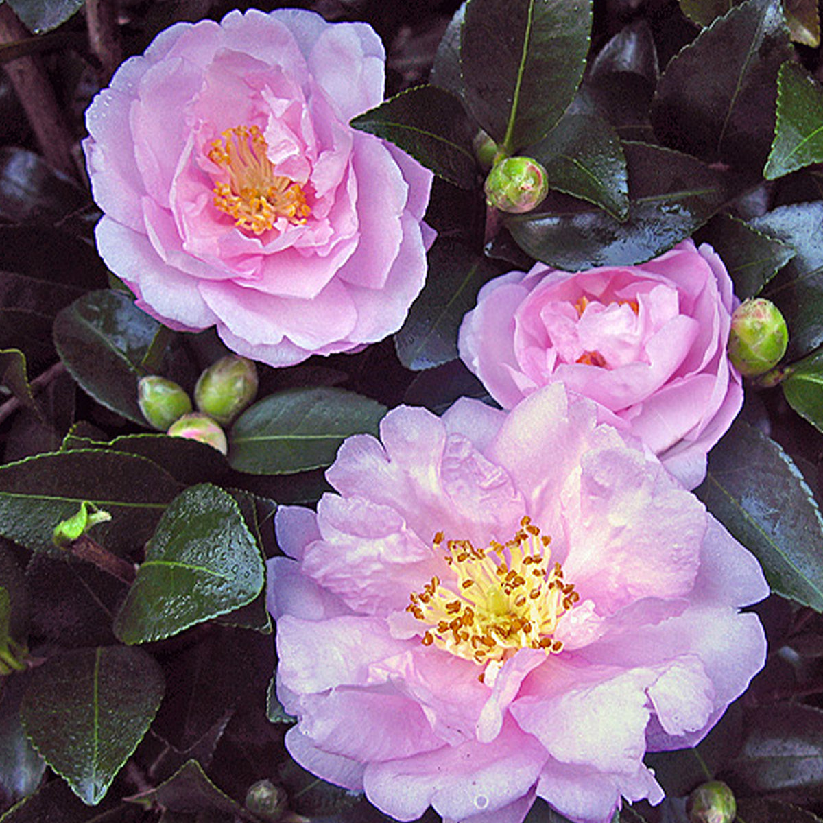 Camellia Sasanqua ‘Sidonie Megan’ (Sidonie Megan Camellia)