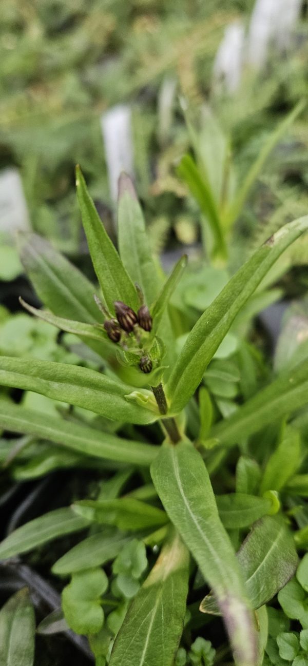 Silene Flos-Cuculi 'Petit Henri' (Syn. Lychnis Flos-Cuculi 'Petit Henri')