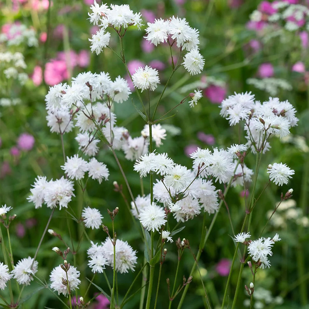 Silene Flos-Cuculi 'Petit Henri' (Syn. Lychnis Flos-Cuculi 'Petit Henri')