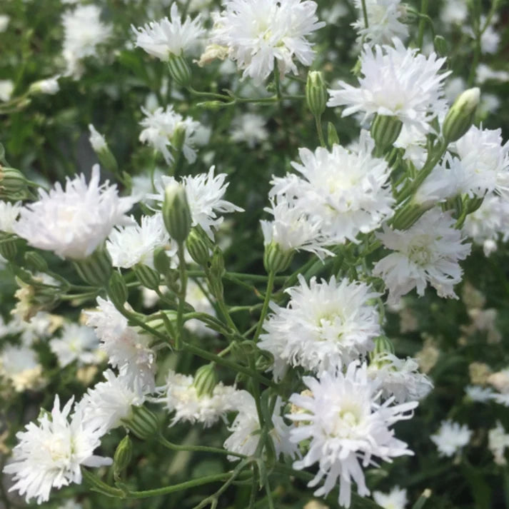 Silene Flos-Cuculi 'Petit Henri' (Syn. Lychnis Flos-Cuculi 'Petit Henri')