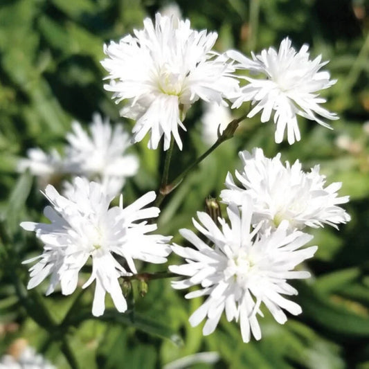 Silene Flos-Cuculi 'Petit Henri' (Syn. Lychnis Flos-Cuculi 'Petit Henri')
