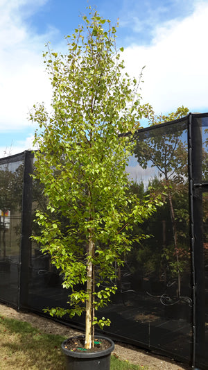 Mature Betula Pendula 'Moss White' standing tall in a backyard, displaying its graceful, arching branches and white bark.