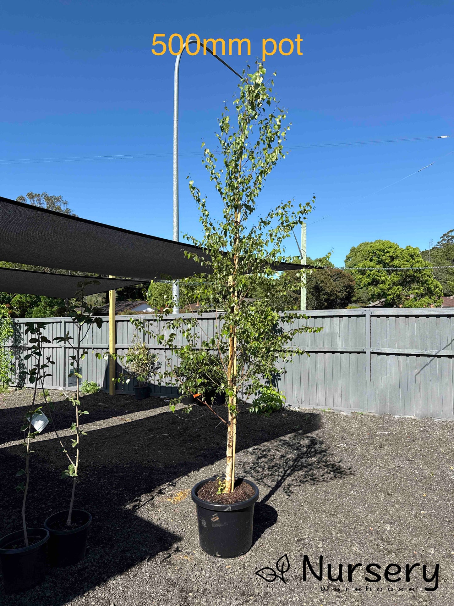Betula Pendula (Silver Birch)