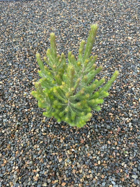Adenanthos Sericea 'Silver Sensation' (Not uniform, great for landscape, 40cm+ height)