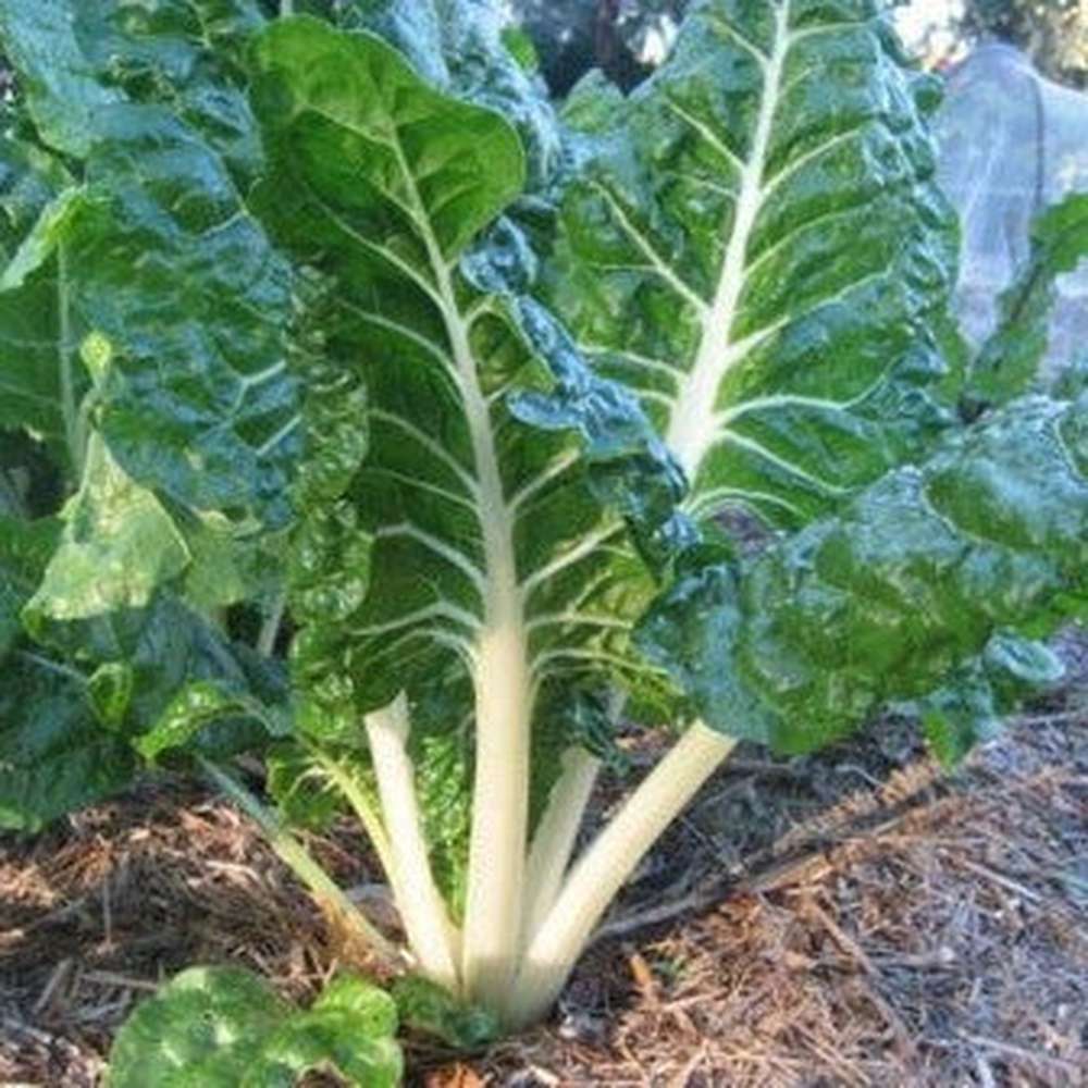 Beta Vulgaris (Fordhook Giant Silverbeet)