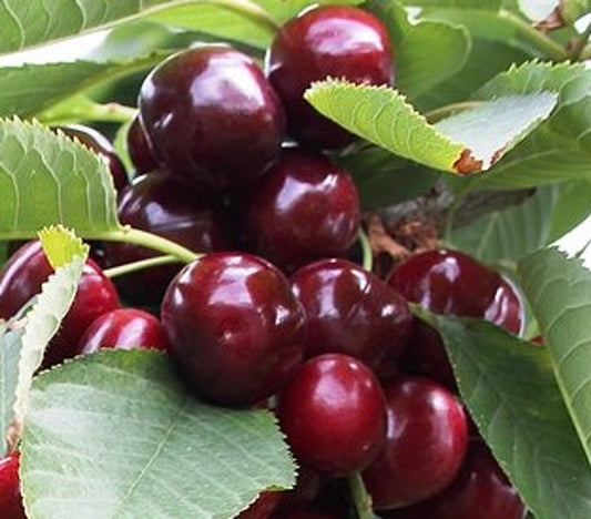 Prunus Avium (Cherry Sir Don) | SELF FERTILE