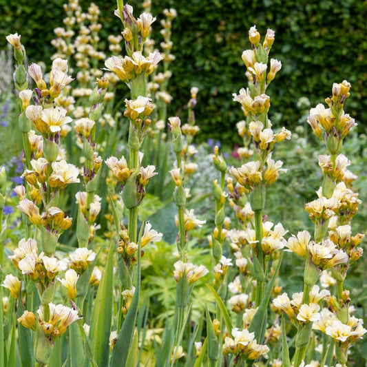 Sisyrinchium Striatum (Satin Flower)