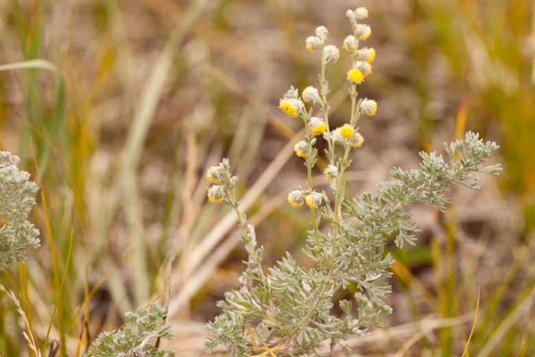 Artemisia frigida (Prairie Sage)