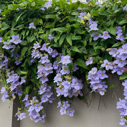 Thunbergia grandiflora (Blue Skyflower)
