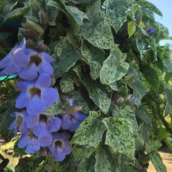 Thunbergia grandiflora (Blue Skyflower)