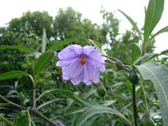 Solanum aviculare (Kangaroo Apple)