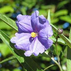 Solanum aviculare (Kangaroo Apple)